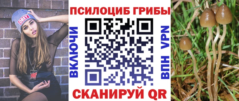 Купить закладки  Пугачёв  Галлюциногенные грибы Psilocybine cubensis 